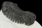 Bargain, Austerops Trilobite - Visible Eye Facets #120013-3